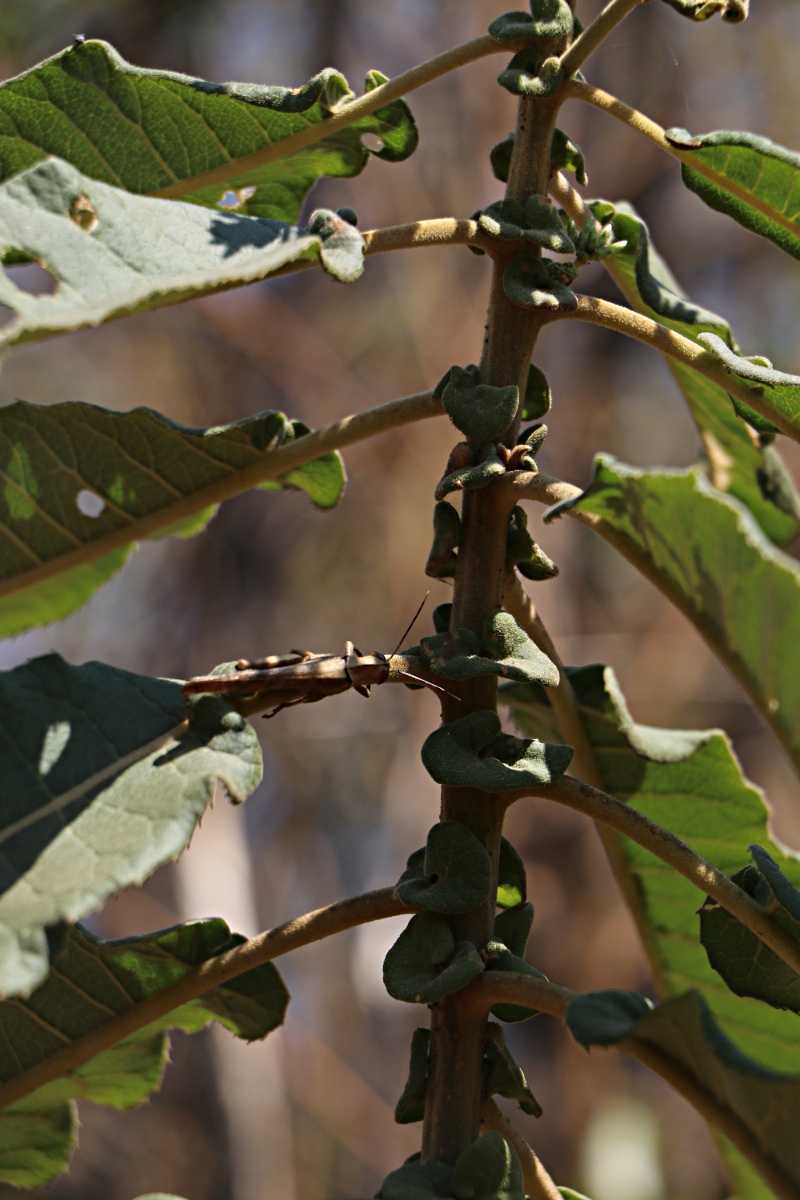 Vernonia myriantha