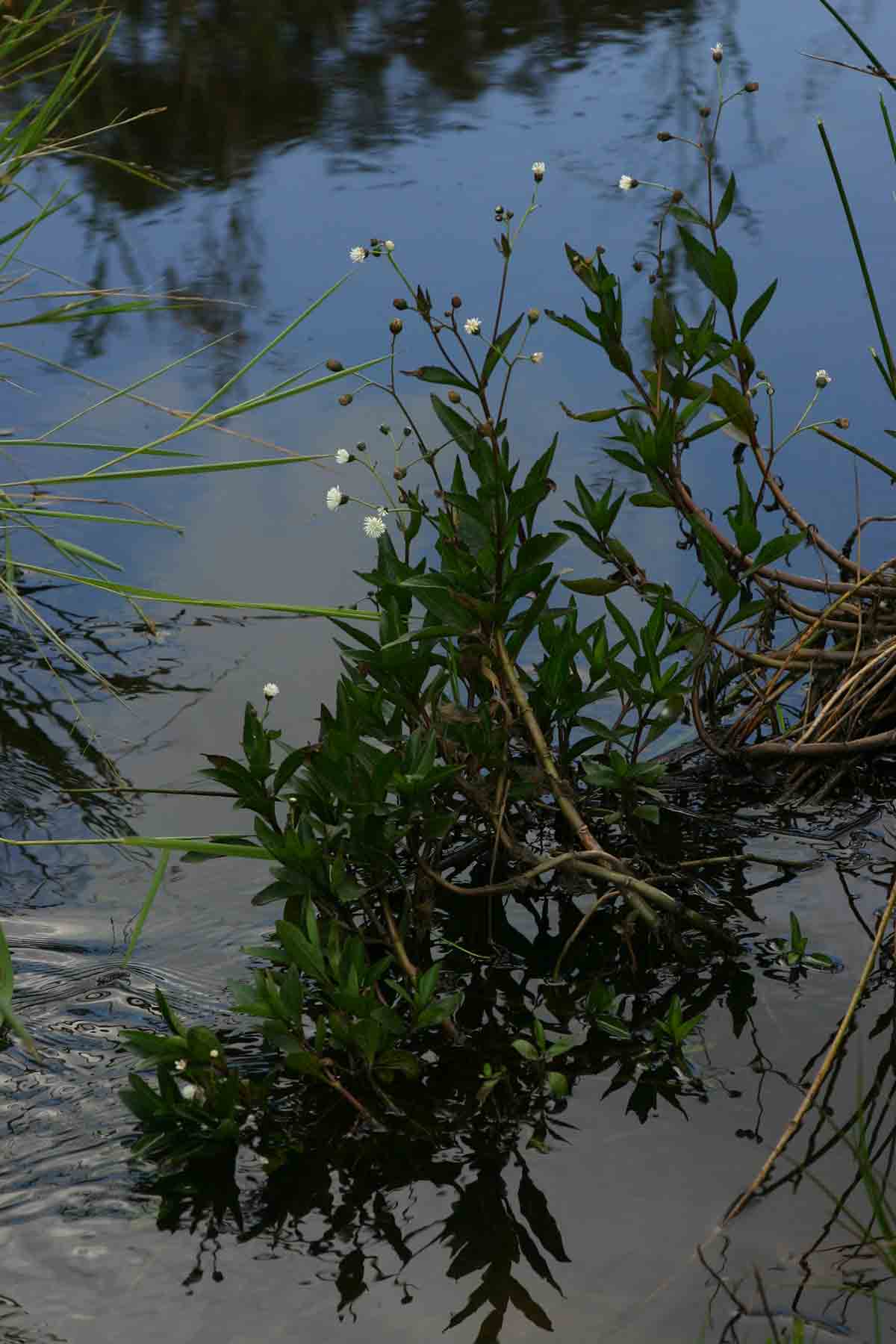 Adenostemma caffrum