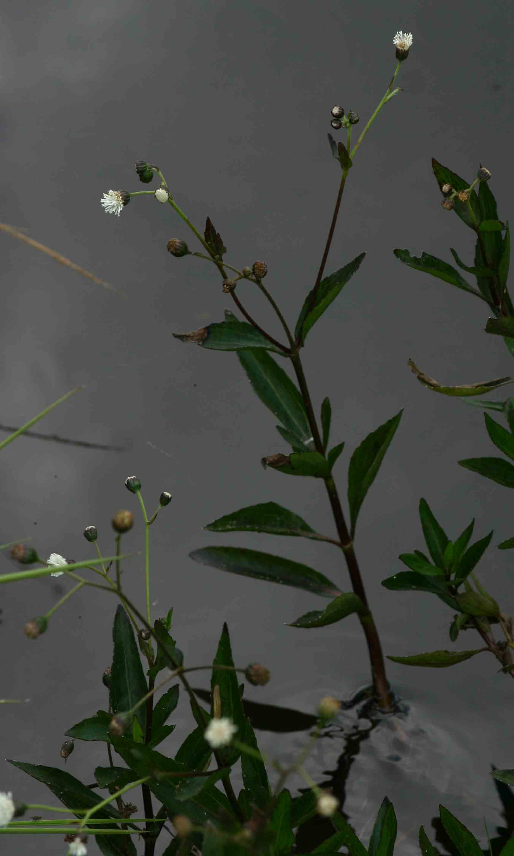 Adenostemma caffrum