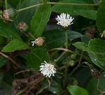 Adenostemma caffrum