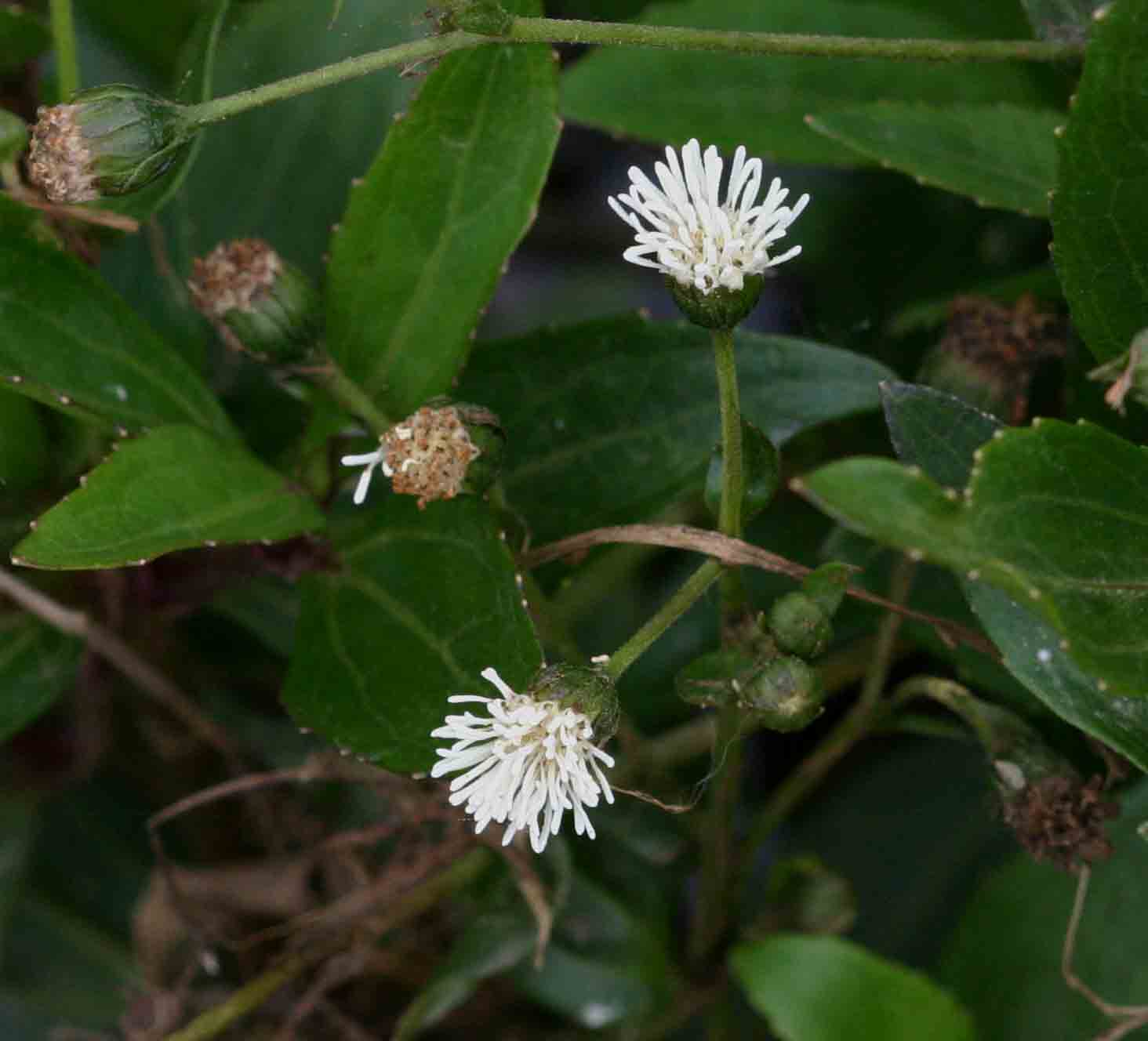 Adenostemma caffrum