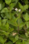 Adenostemma caffrum