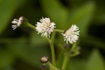 Adenostemma caffrum
