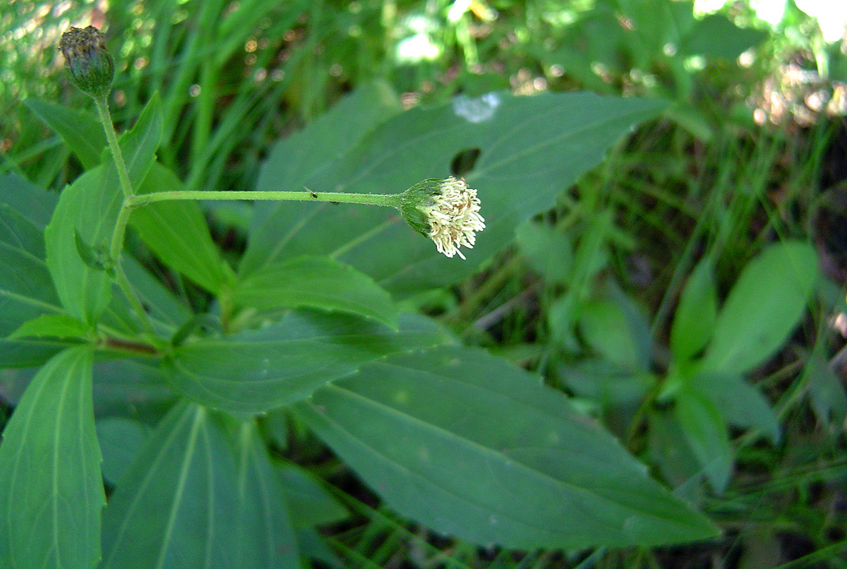 Adenostemma caffrum