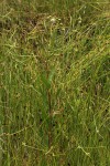 Adenostemma caffrum