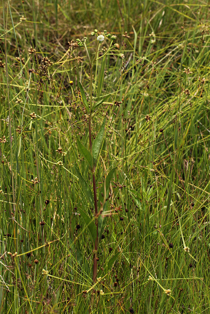 Adenostemma caffrum