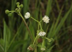 Adenostemma caffrum