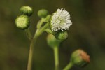 Adenostemma caffrum