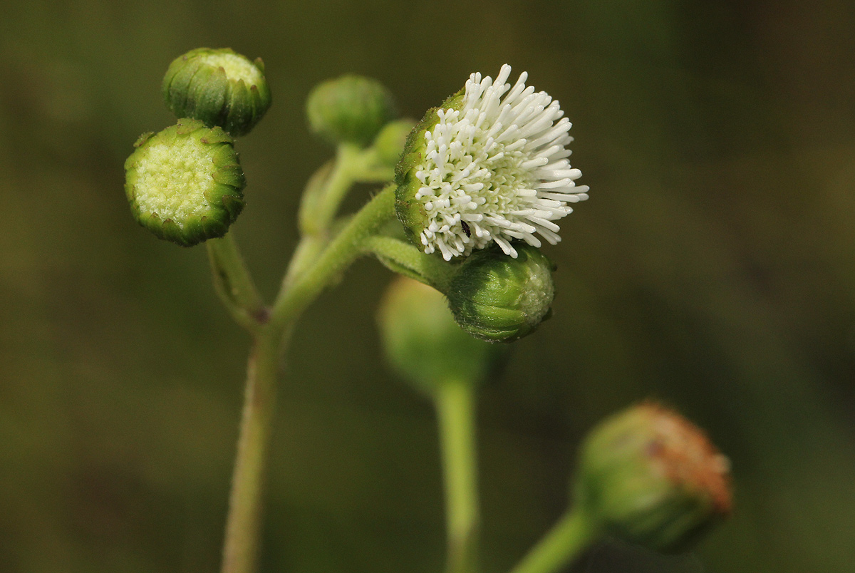 Adenostemma caffrum