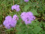 Ageratum houstonianum