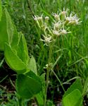 Stomatanthes africanus