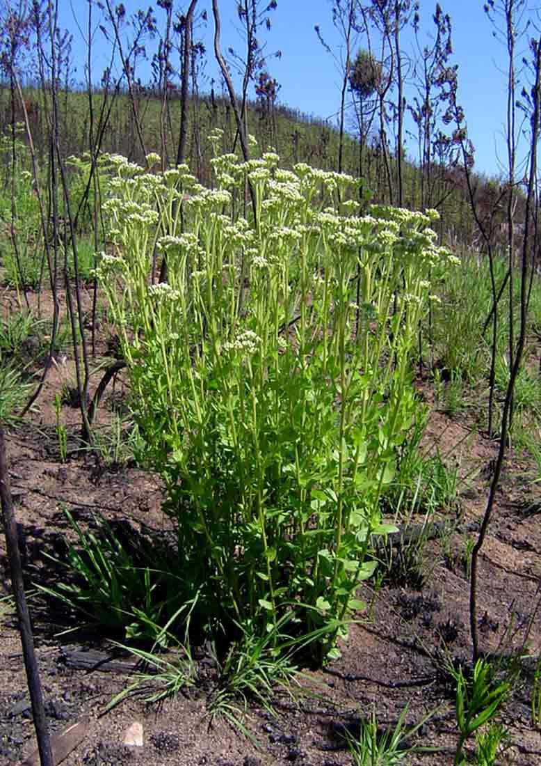 Stomatanthes africanus
