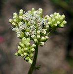 Stomatanthes africanus