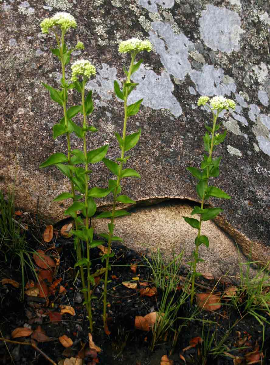 Stomatanthes africanus