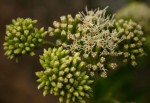 Stomatanthes africanus