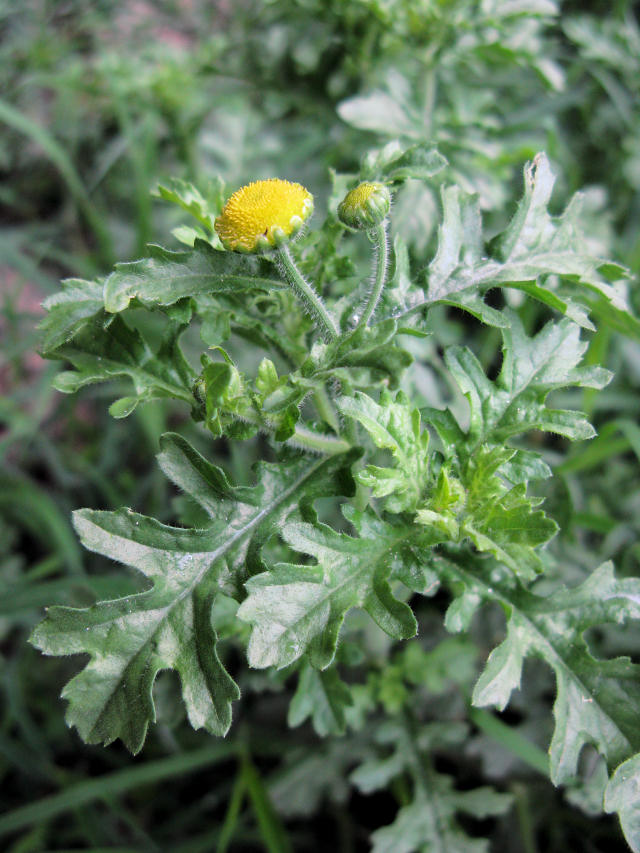 Grangea maderaspatana