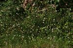 Erigeron karvinskianus