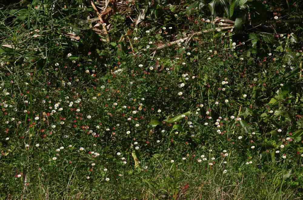 Erigeron karvinskianus