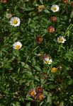 Erigeron karvinskianus