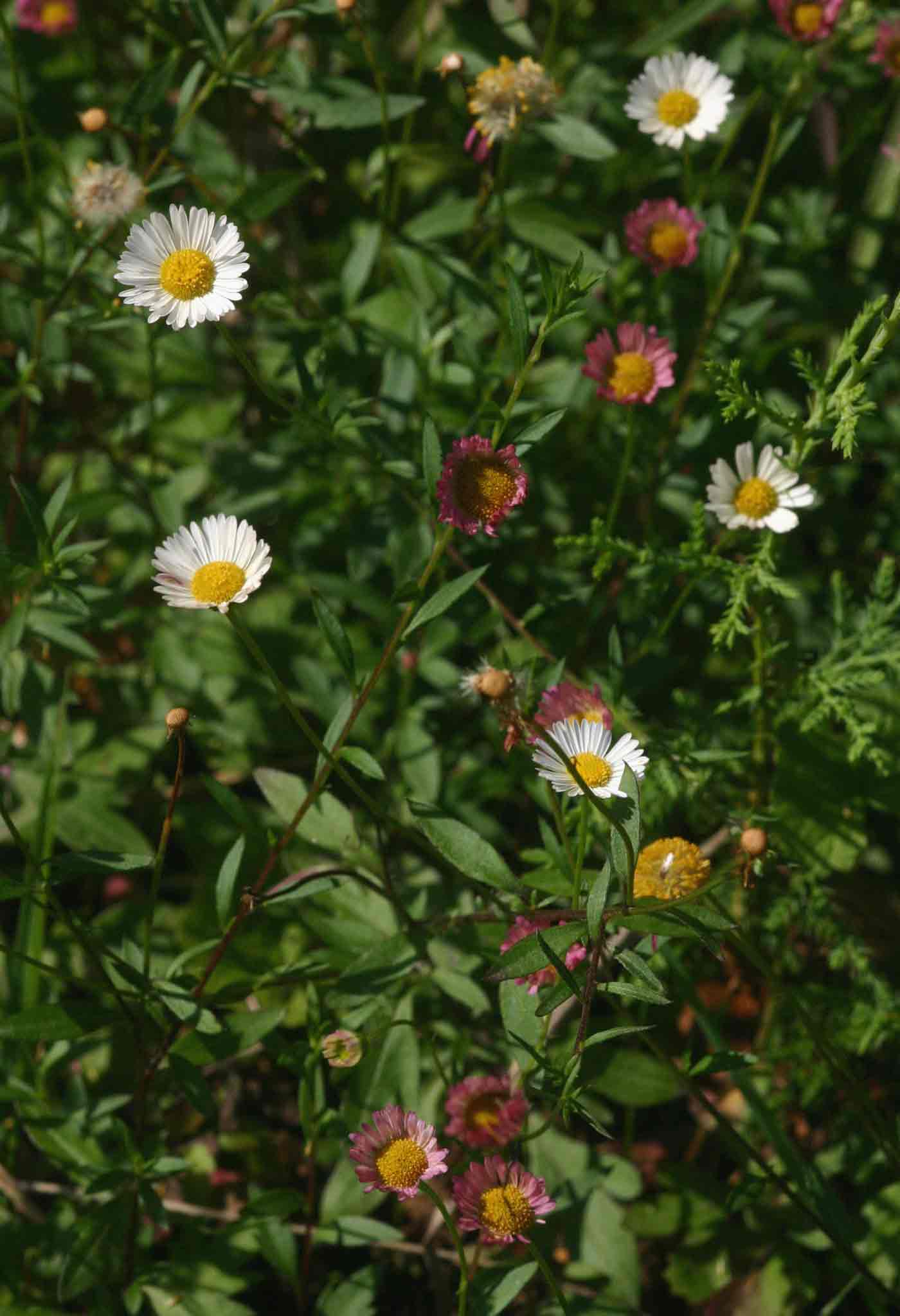 Erigeron karvinskianus