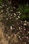 Erigeron karvinskianus