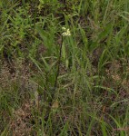 Eschenbachia gouanii