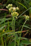Eschenbachia gouanii