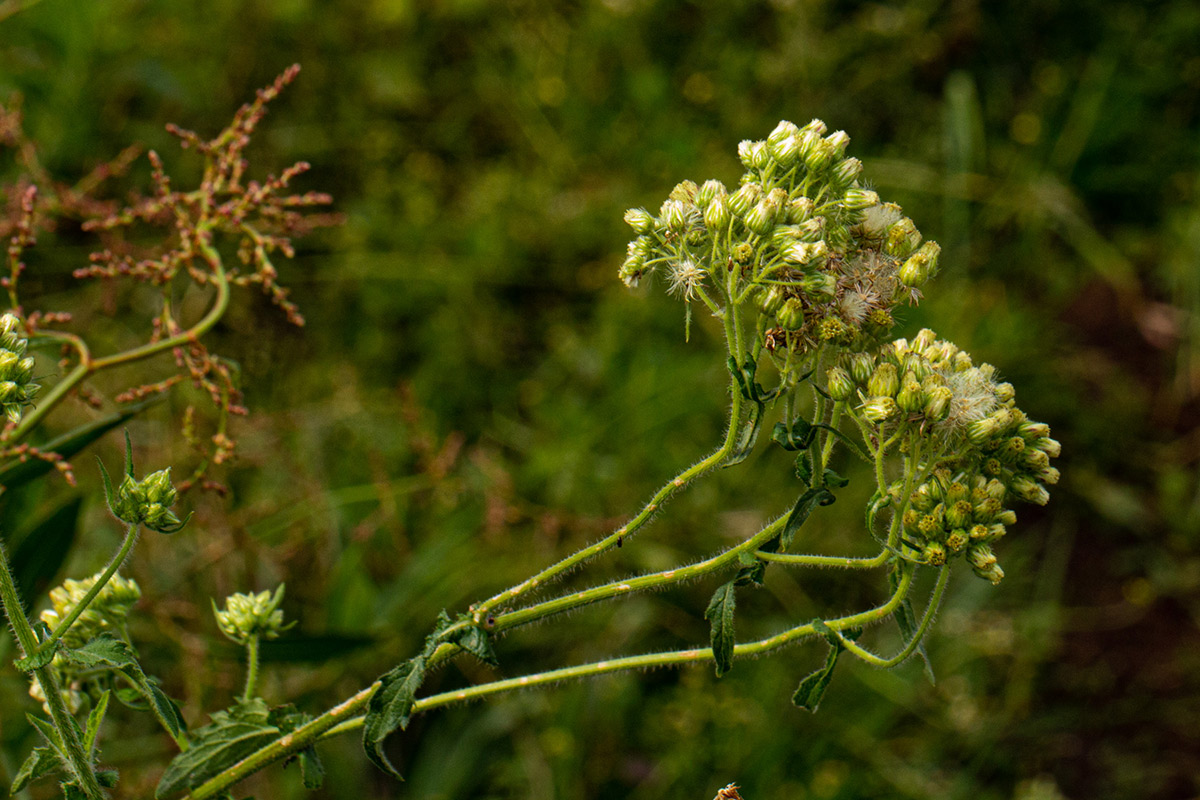Eschenbachia gouanii