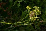 Eschenbachia gouanii