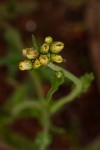 Eschenbachia gouanii