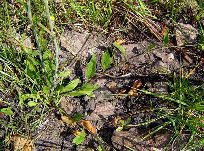 Conyza limosa