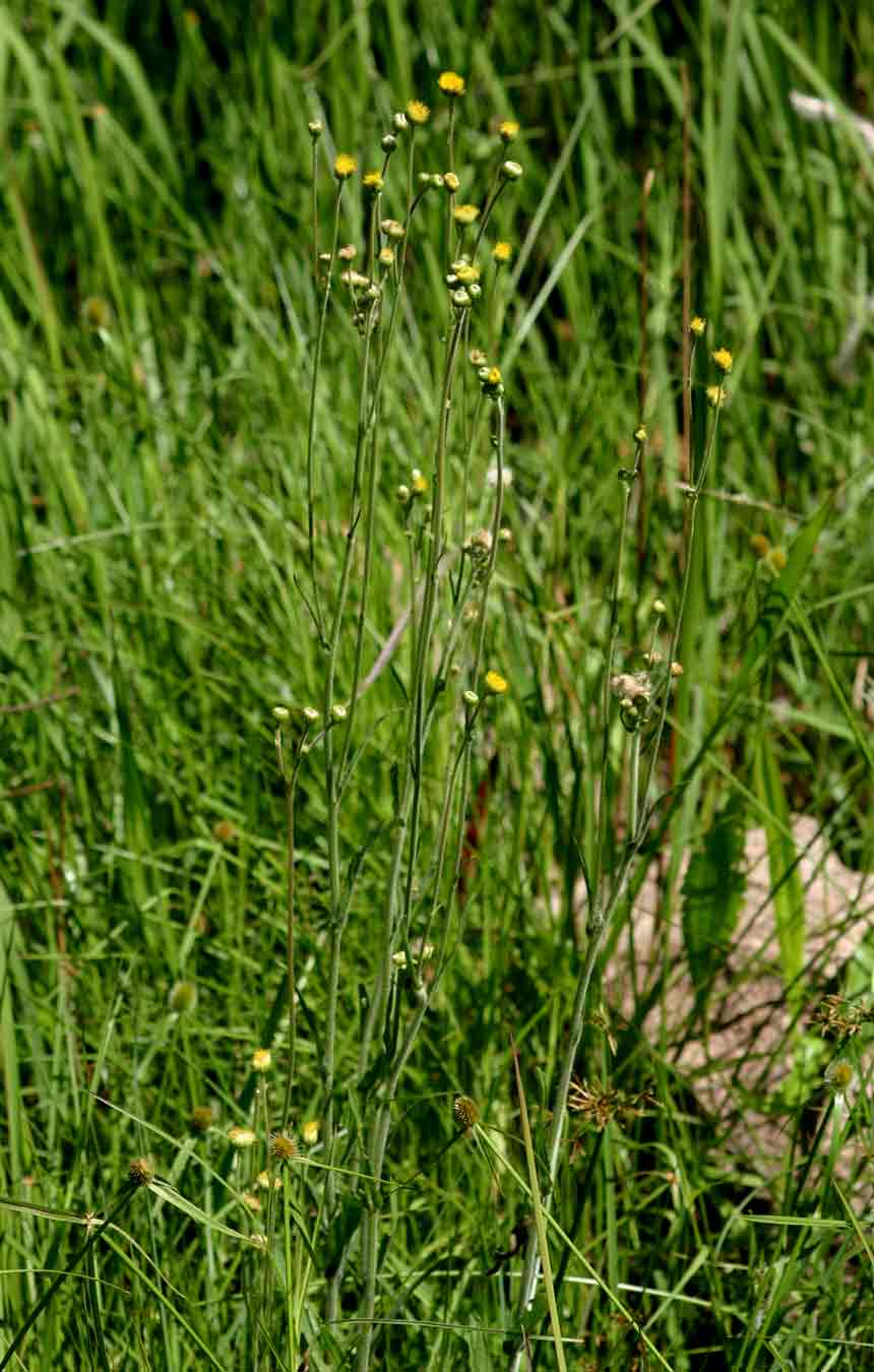 Conyza limosa
