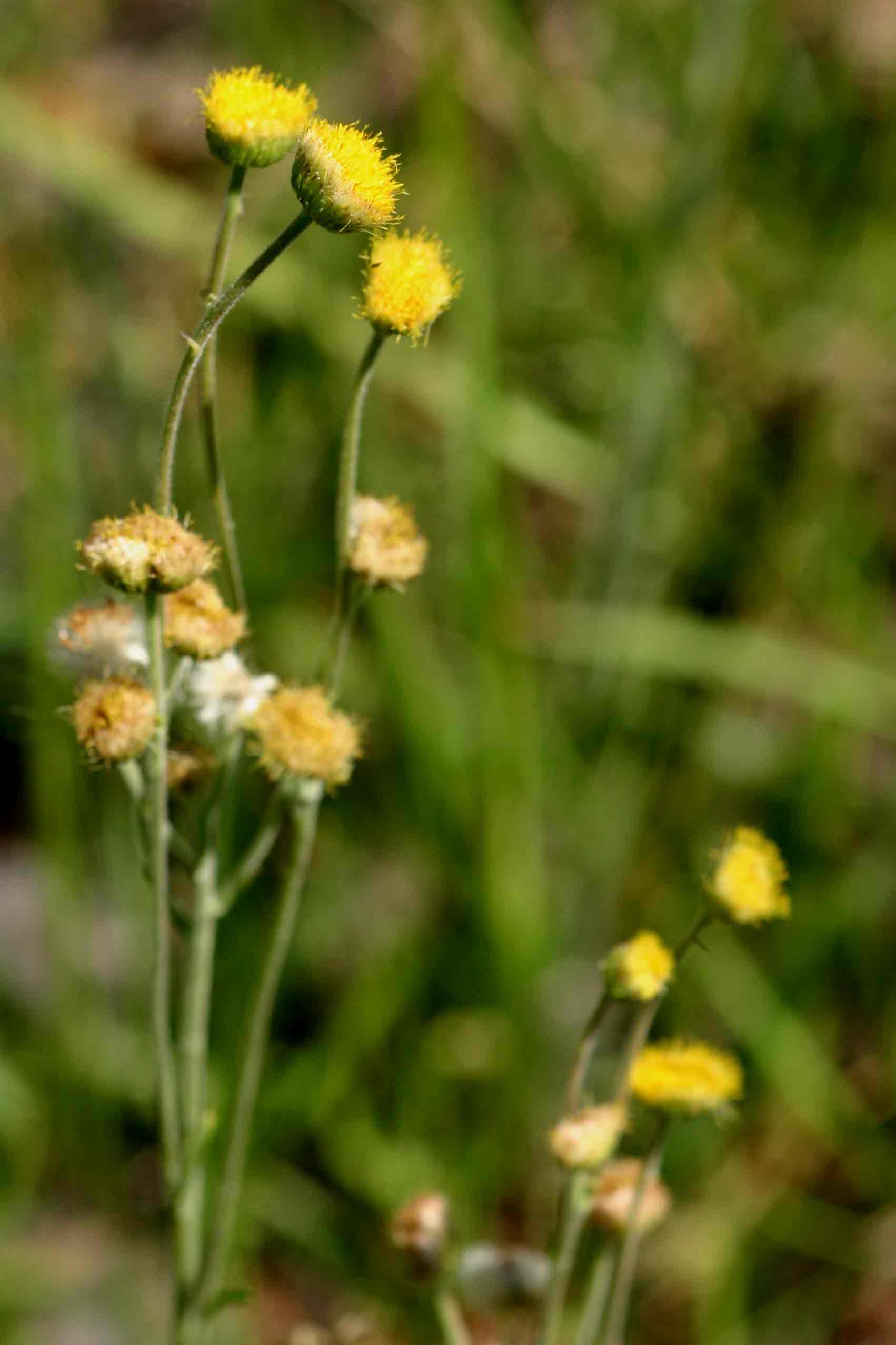 Conyza limosa