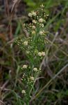 Erigeron sumatrensis