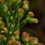 Erigeron sumatrensis