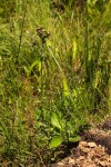 Eschenbachia tigrensis