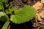 Eschenbachia tigrensis