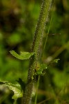 Eschenbachia tigrensis