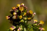 Eschenbachia tigrensis