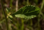 Blumea axillaris