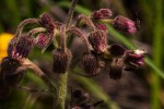 Blumea axillaris