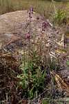Blumea axillaris