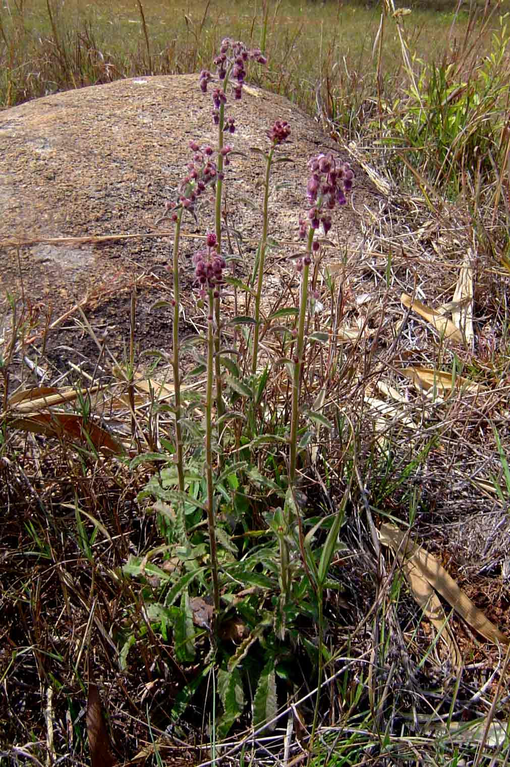 Blumea axillaris