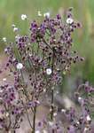 Blumea axillaris