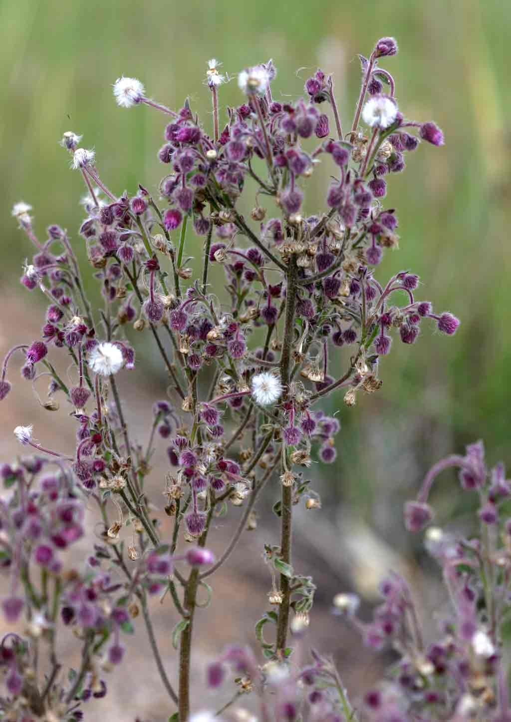 Blumea axillaris