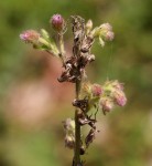 Blumea axillaris