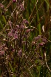 Blumea axillaris