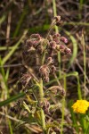 Blumea axillaris
