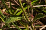 Blumea axillaris