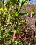 Laggera crispata